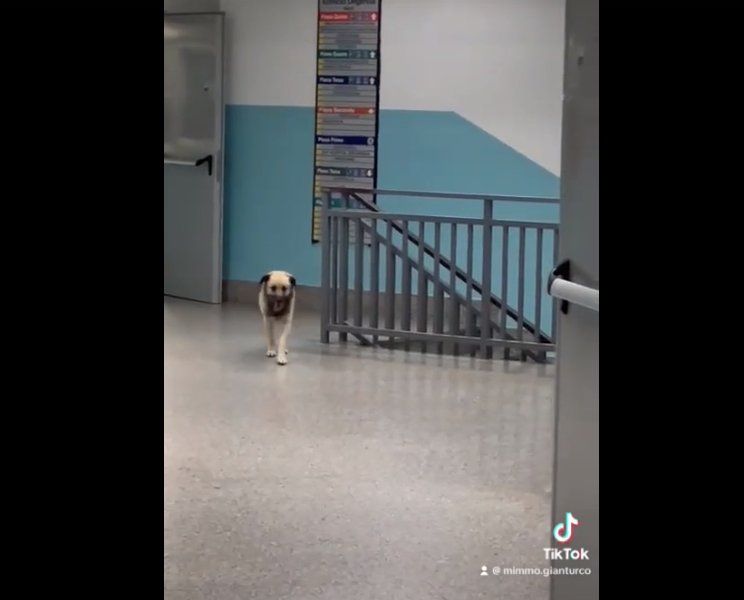Cani randagi si aggirano nell’ospedale di Lamezia. Battistini: “inaccettabile” (VIDEO)
