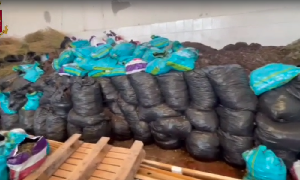 Scoperta una ‘centrale della droga’ nel Cosentino: sequestrati oltre 240kg di marijuana (VIDEO)