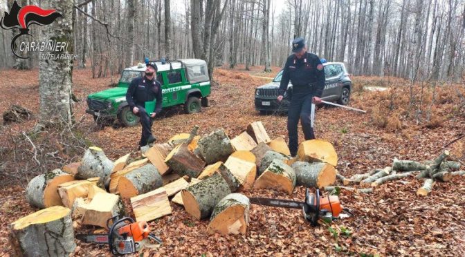 Sila: rubano legna, minacciano il comandante dei carabinieri e fuggono: due arresti