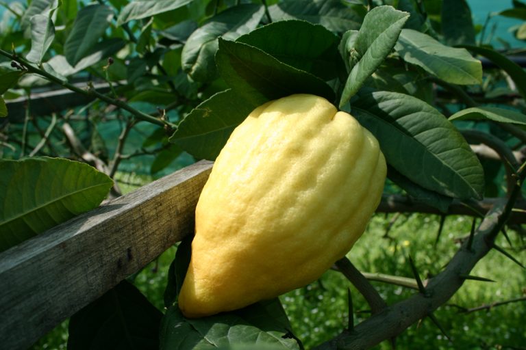 Consorzio del Cedro e Unical insieme per la ricerca: nuovi alimenti e farmaci con l’agrume di Calabria