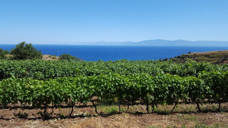 Vigne 2 Costa Dei